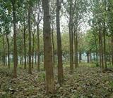 Butuh banyak pengelola kayu hutan 200ha di sumut. - Jakarta Barat - Lowongan