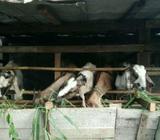 Lowongan ahli buat sate, sop kambing - Jakarta Utara - Lowongan