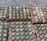 Telur bebek tetas dan konsumsi - Lampung Tengah Kab. - Jasa