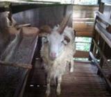 Jual domba langka tanduk 4 - Jakarta Barat - Hewan Peliharaan