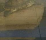 Kura-kura brazil - Jakarta Barat - Hewan Peliharaan