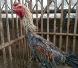 Sepasang mangon 6 bln 1200 - Jakarta Barat - Hewan Peliharaan