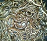 Belut konsumsi murrah✅ - Jakarta Pusat - Hewan Peliharaan