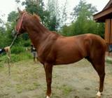 Yg hobi berkuda mari merapat kuda jinak buat jumping atau tunggang - Jakarta Pusat - Hewan Peliharaa