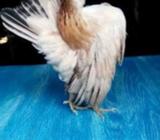 Serama kwualitas - Jakarta Pusat - Hewan Peliharaan