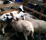 Domba hidup dan mentah jakarta - Jakarta Selatan - Hewan Peliharaan