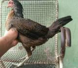 Biang magonxpama gancang pukul sakit - Jakarta Selatan - Hewan Peliharaan