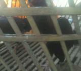 Dijwl Aym spsg Birkok 400k sja dari 2drah jwra. - Jakarta Timur - Hewan Peliharaan