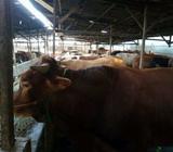 Sapi Daging'an Idul Fitri 1440H - Tangerang Selatan Kota - Hewan Peliharaan