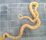 Uler albino white phase - Bandar Lampung Kota - Hewan Peliharaan