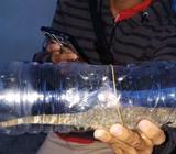Tokek Ukuran 30cm Tawar tawar harga bisa nego - Jakarta Barat - Hewan Peliharaan