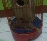 Tokek 30 cm - Jakarta Pusat - Hewan Peliharaan