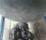 Jual kura kura - Jakarta Pusat - Hewan Peliharaan