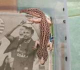 Leopard gecko. - Jakarta Pusat - Hewan Peliharaan