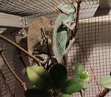 Chameleon (vieled) - Jakarta Selatan - Hewan Peliharaan
