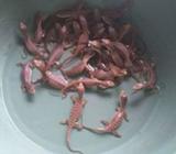 Baby savmon unyu unyu - Jakarta Selatan - Hewan Peliharaan