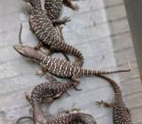 Savmon baby mulus - Jakarta Selatan - Hewan Peliharaan