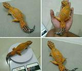 Leopard gecko betina proven jumbo - Jakarta Selatan - Hewan Peliharaan