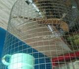 Tokek tokek tokek - Jakarta Selatan - Hewan Peliharaan