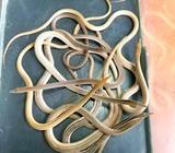 Kadal pensil jinak aman - Jakarta Timur - Hewan Peliharaan