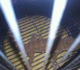 TOKEK nemu di gudang - Jakarta Timur - Hewan Peliharaan