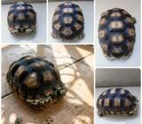 Sulcata size 30cm - Jakarta Utara - Hewan Peliharaan