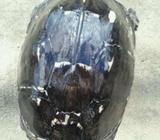 Jual kura kura . harga bisa nego - Jakarta Utara - Hewan Peliharaan