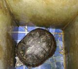 Kura-kura hitam - Jakarta Utara - Hewan Peliharaan