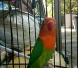 Biola green bety - Surabaya Kota - Hewan Peliharaan