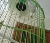Labet (manuk tok 125rb) - Surabaya Kota - Hewan Peliharaan