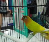 Lovebrid GS jantan - Surabaya Kota - Hewan Peliharaan