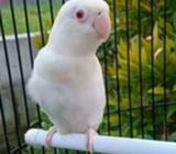 Albino mata merah betina harga 400 ne - Surabaya Kota - Hewan Peliharaan