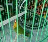 Paud 4 bln 50 rb aj - Surabaya Kota - Hewan Peliharaan