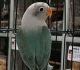 Opaline blue unsex nego - Surabaya Kota - Hewan Peliharaan