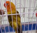 Love berd blorok - Surabaya Kota - Hewan Peliharaan