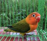 Euwing Green/opaline/blue Or Pb - Surabaya Kota - Hewan Peliharaan