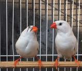 Zebra Finch Ausie Sepasang - Surakarta Kota - Hewan Peliharaan
