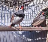 Zebra Finch Sepasang - Surakarta Kota - Hewan Peliharaan