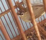 Opior jambul NTT vortal,harian nyiul2... - Surakarta Kota - Hewan Peliharaan
