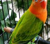 Biola Green Poss Blue - Bandar Lampung Kota - Hewan Peliharaan