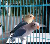 PB blue fc & bio euwing blue fc - Bandar Lampung Kota - Hewan Peliharaan