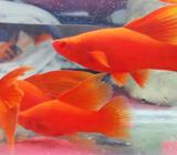 Bloodred highfin - Tangerang Selatan Kota - Hewan Peliharaan
