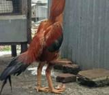 Jago birkok warna gondang - Jakarta Pusat - Hewan Peliharaan