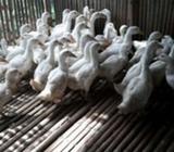 Jual bebek bukan entok bukan juga soang. - Tangerang Selatan Kota - Hewan Peliharaan