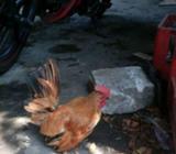 Tema remaja mungil jantan - Tangerang Selatan Kota - Hewan Peliharaan
