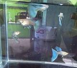 Guppy albino skyblue - Bandar Lampung Kota - Hewan Peliharaan