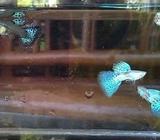 Guppy blue grass - Bandar Lampung Kota - Hewan Peliharaan