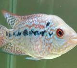 Lohan ACDC ukuran +- 4 cm - Bandar Lampung Kota - Hewan Peliharaan