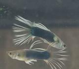 Guppy ct serit... - Bandar Lampung Kota - Hewan Peliharaan