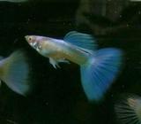 Guppy albino skyblue - Bandar Lampung Kota - Hewan Peliharaan